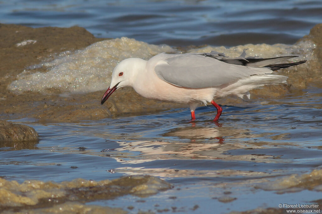 Slender-billed Gull