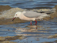 Slender-billed Gull