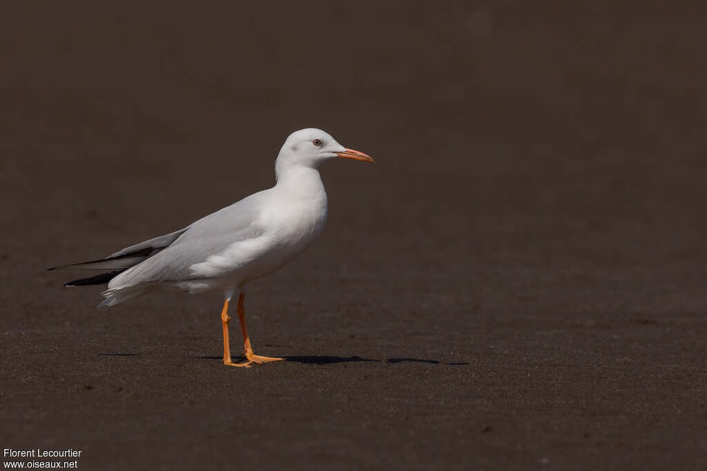 Slender-billed GullSecond year, identification