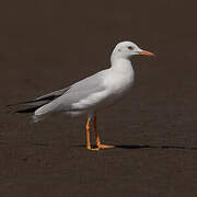 Slender-billed Gull