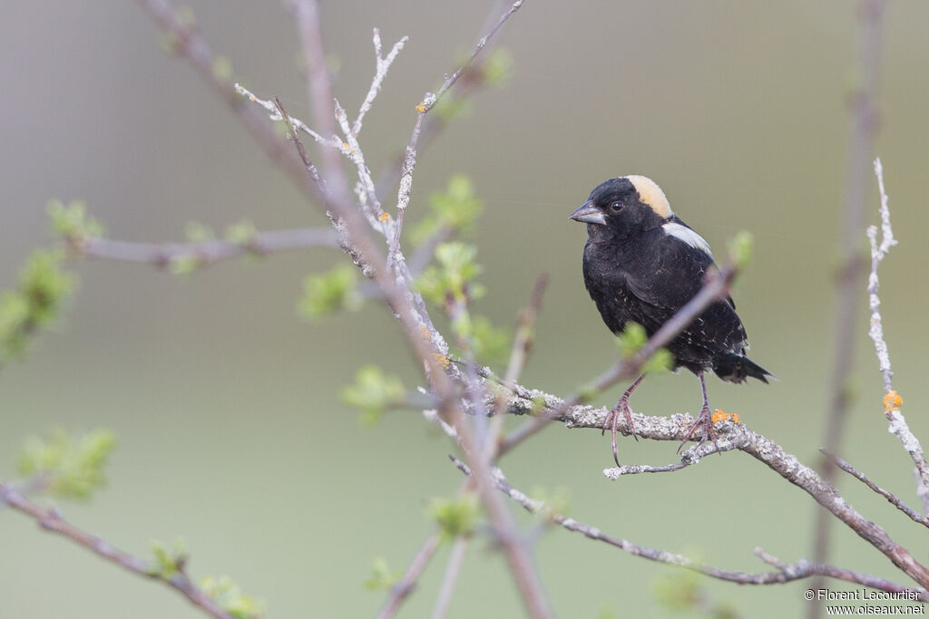 Bobolink