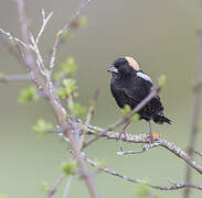 Bobolink