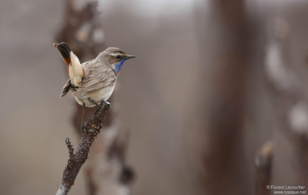 Bluethroat male