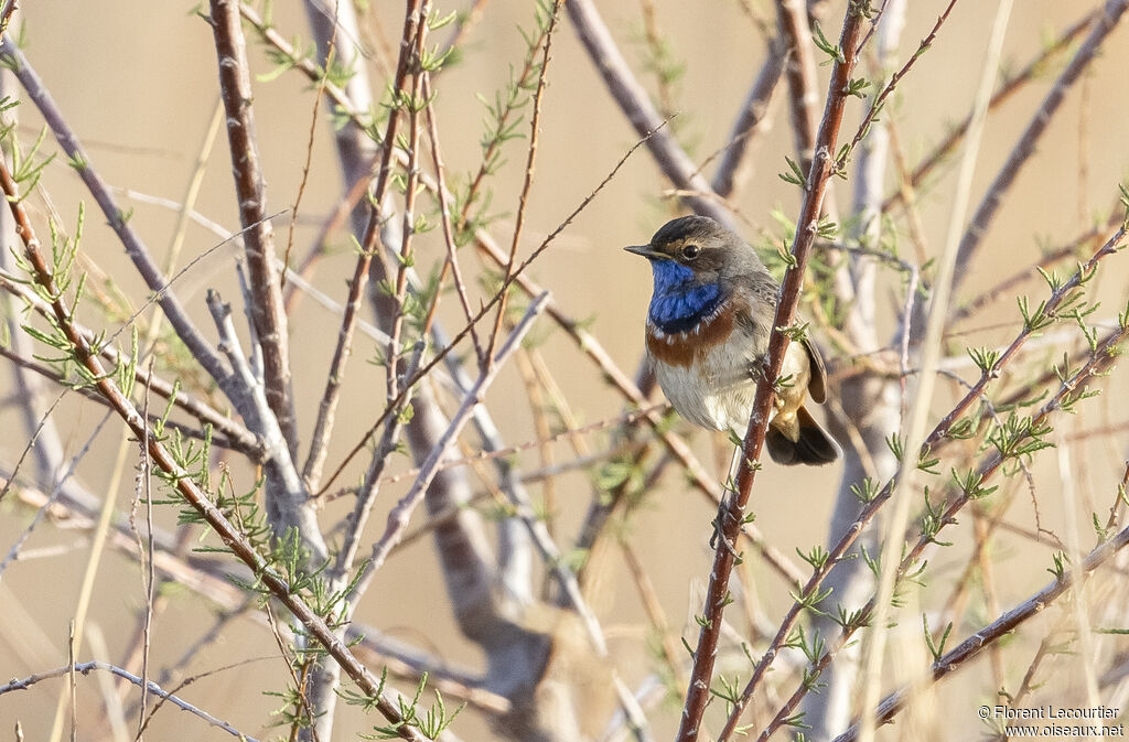 Bluethroat