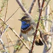 Bluethroat