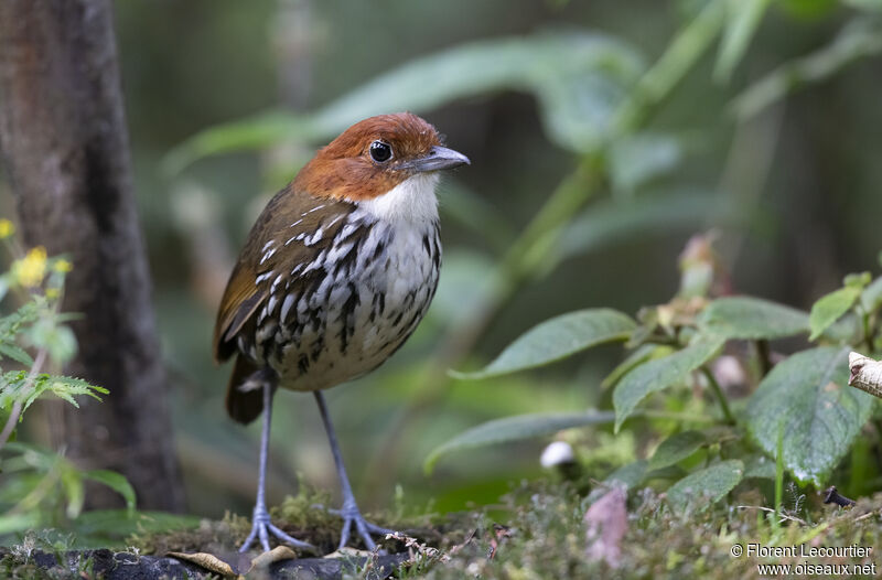 Chestnut-crowned Antpitta male
