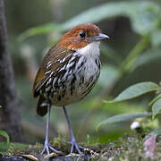 Chestnut-crowned Antpitta