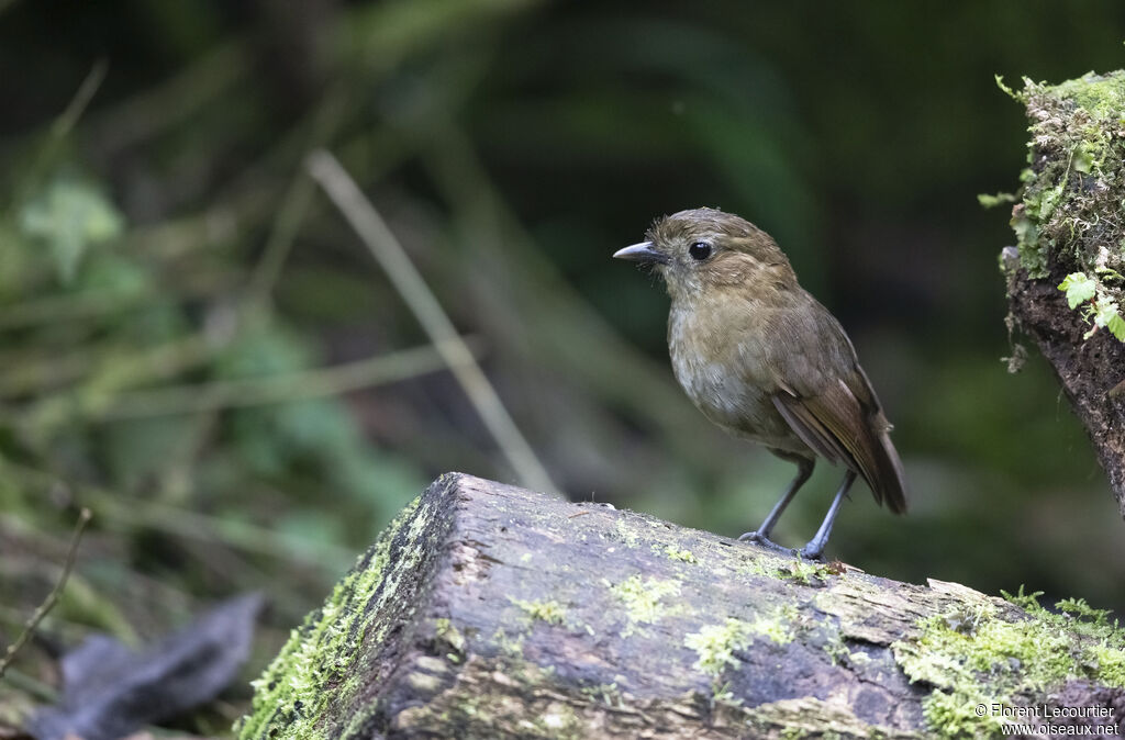 Brown-banded Antpitta