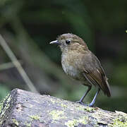 Brown-banded Antpitta