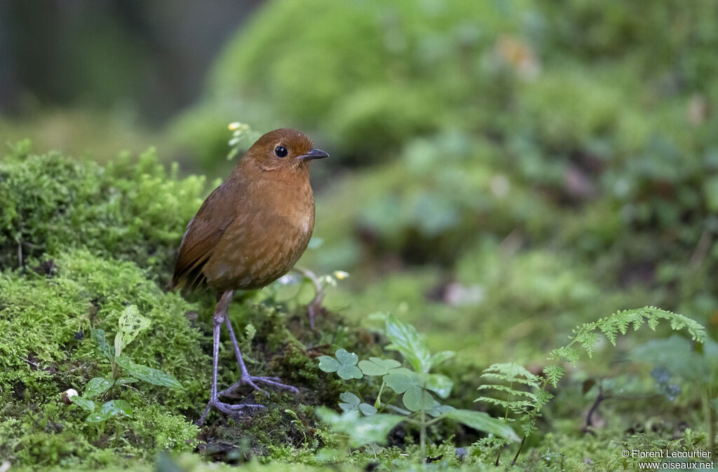 Equatorial Antpitta