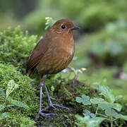 Equatorial Antpitta