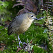 Tawny Antpitta