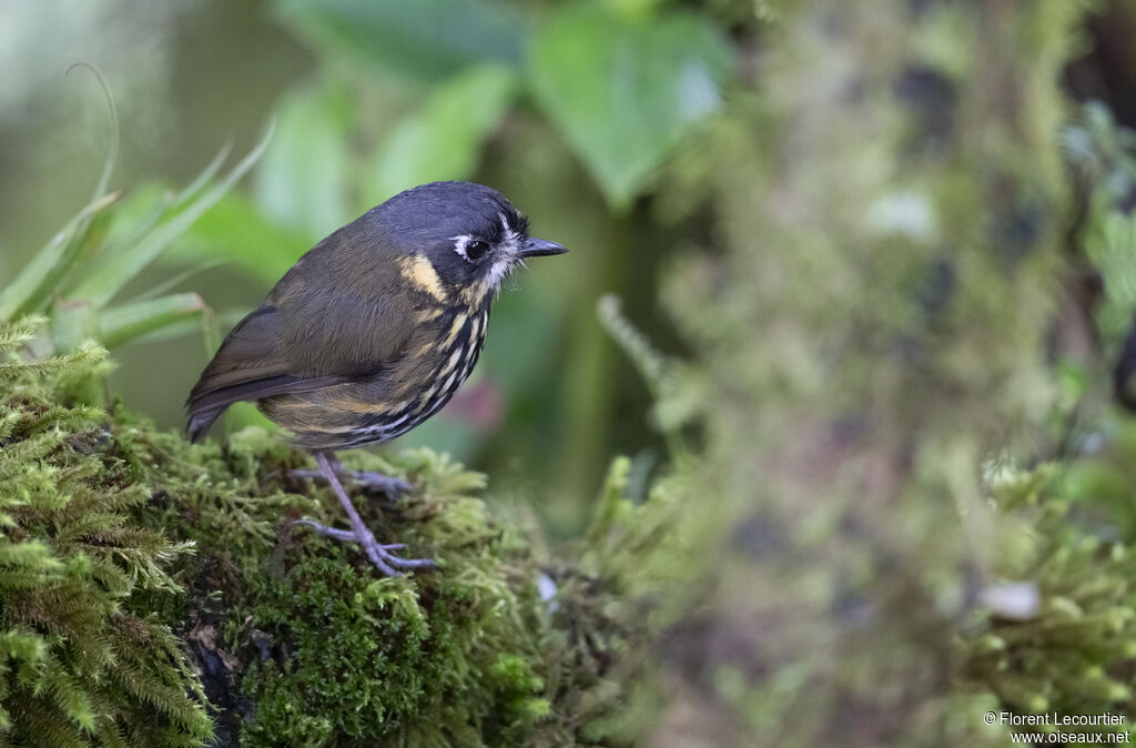 Crescent-faced Antpitta