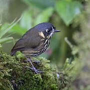 Crescent-faced Antpitta