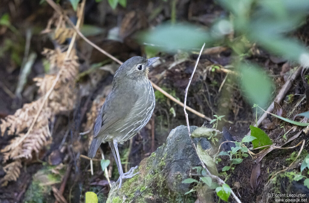 Santa Marta Antpitta