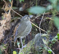 Santa Marta Antpitta