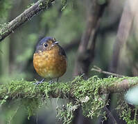 Slaty-crowned Antpitta