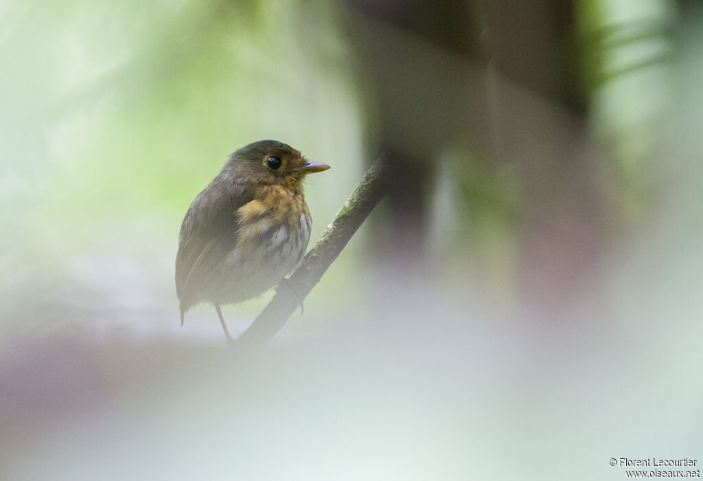 Ochre-breasted Antpitta