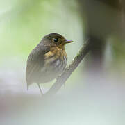 Ochre-breasted Antpitta