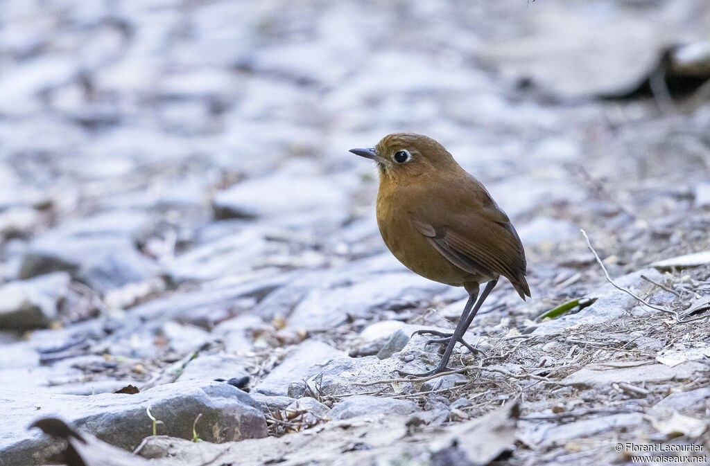 Sierra Nevada Antpitta