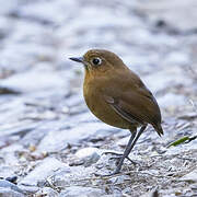 Sierra Nevada Antpitta