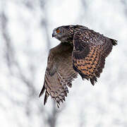 Eurasian Eagle-Owl