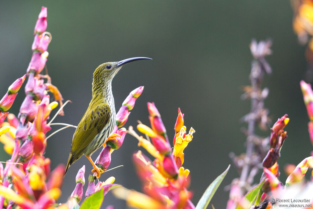 Streaked Spiderhunter