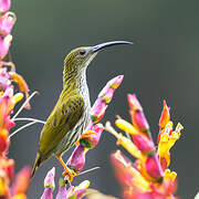 Streaked Spiderhunter