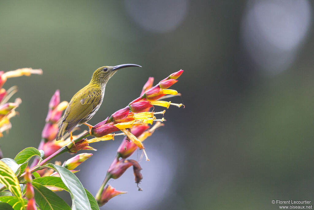 Streaked Spiderhunter