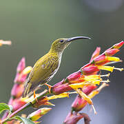 Streaked Spiderhunter