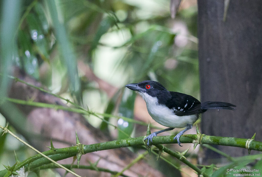 Great Antshrike male