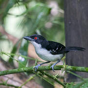 Great Antshrike