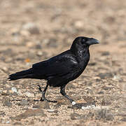 Northern Raven