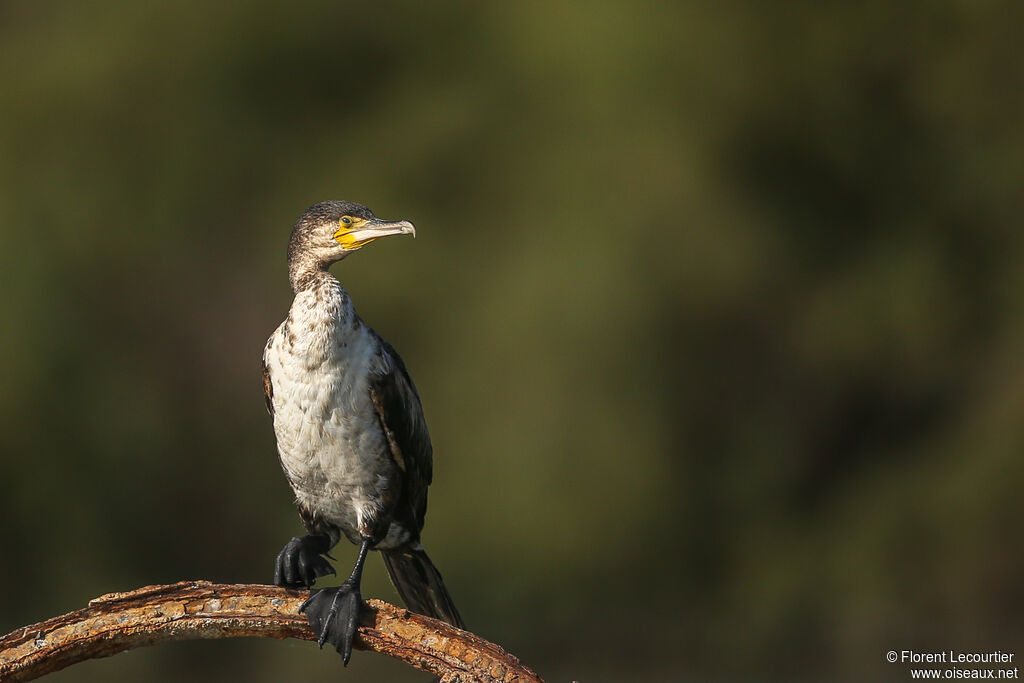 Great Cormorant