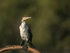 Great Cormorant