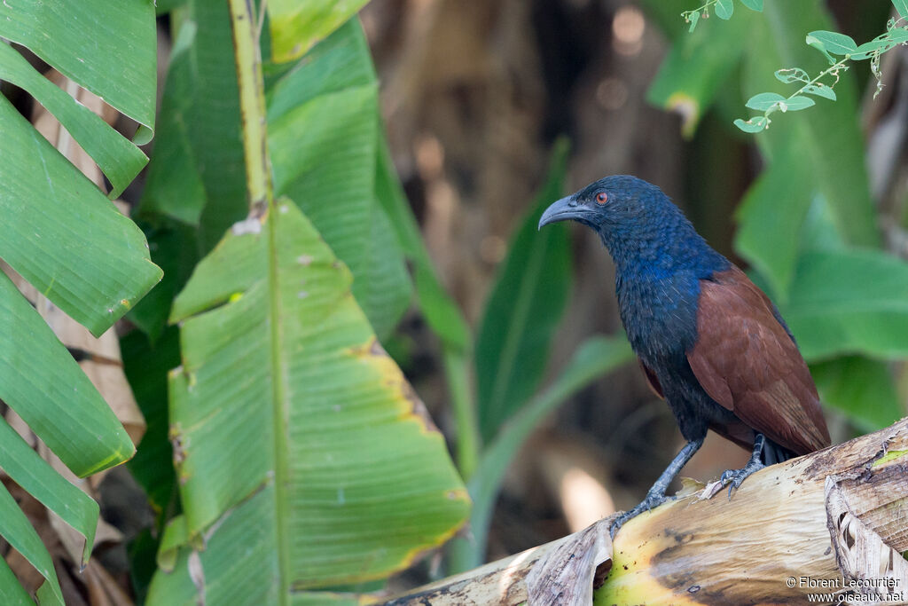 Greater Coucal