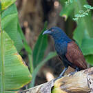 Grand Coucal