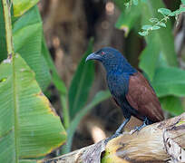 Greater Coucal