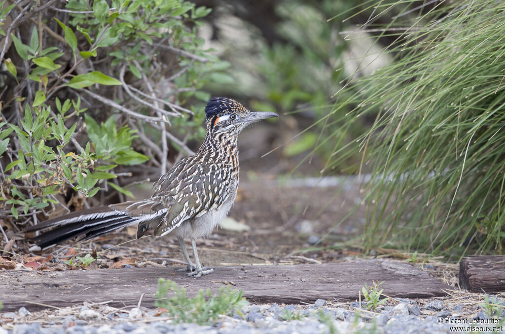 Greater Roadrunner