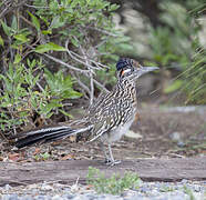 Greater Roadrunner