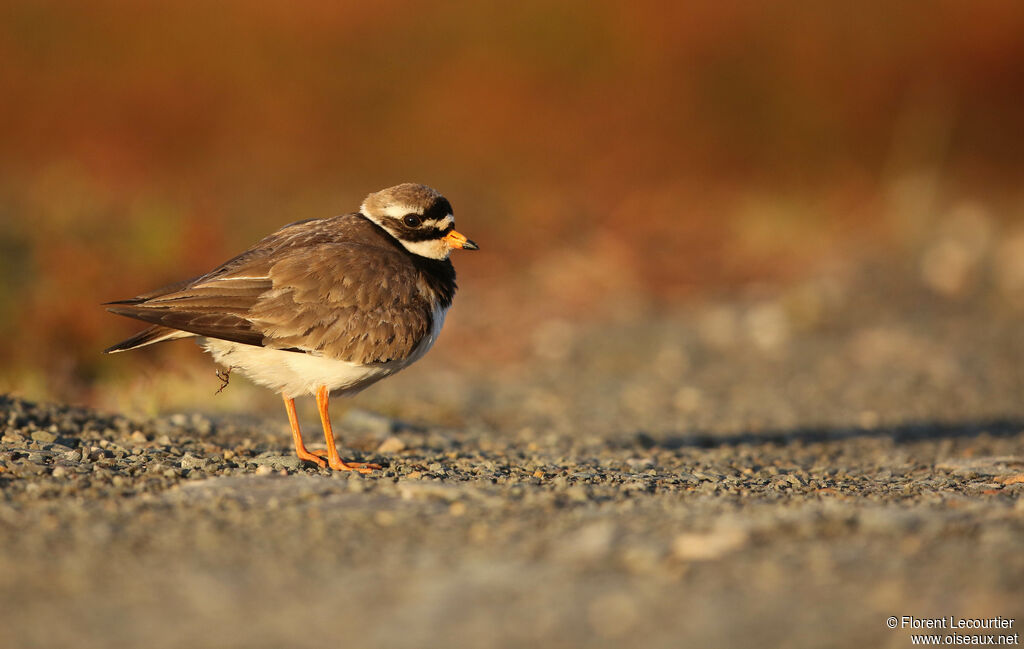 Common Ringed Plover