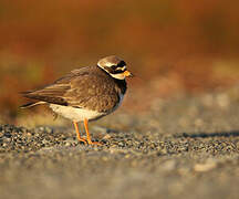 Common Ringed Plover