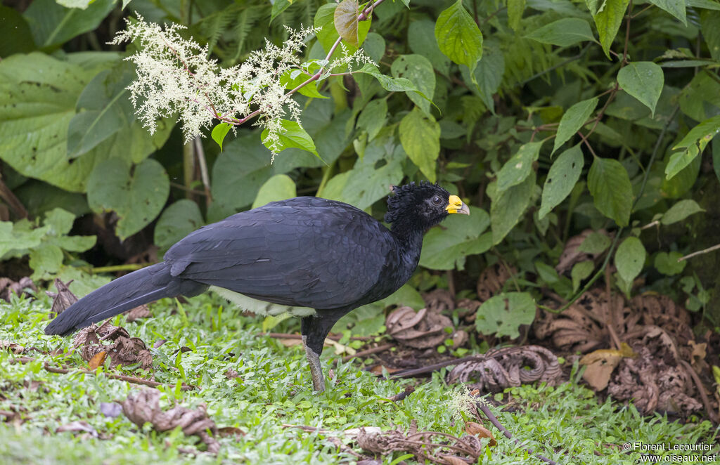 Great Curassow male