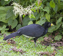 Great Curassow