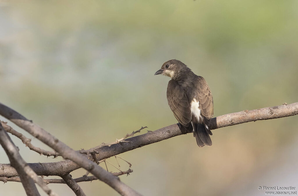 Greater Honeyguide