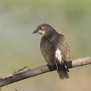 Greater Honeyguide