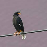 Great Myna