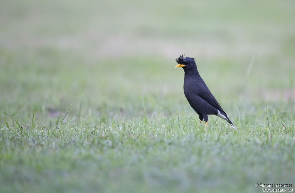 Great Myna