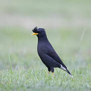 Great Myna