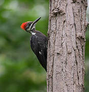 Pileated Woodpecker